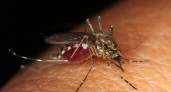 В Оренбурге ожидается нашествие комаров после паводка