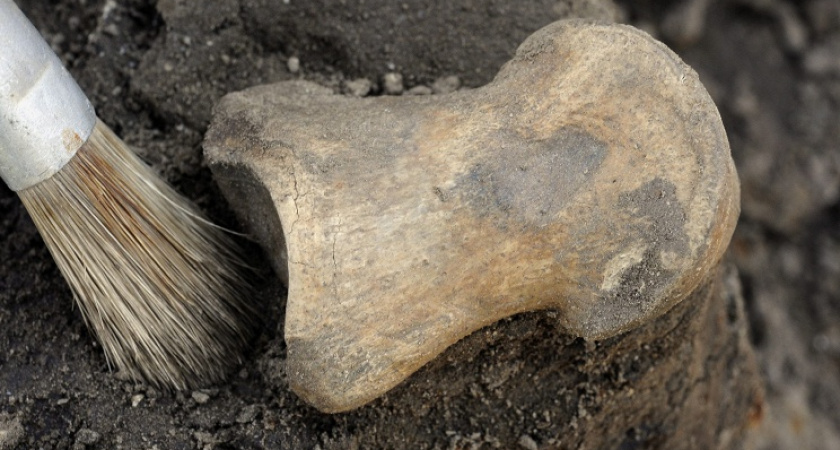 В Оренбуржье найдены останки ранее неизвестных морских ящеров