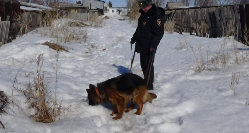 Собака Гелла помогла полицейским Соль-Илецка задержать преступника