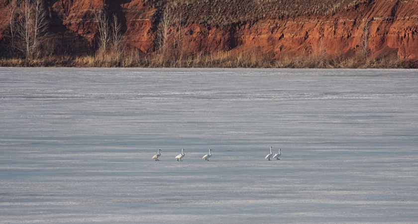 Фото дня: Посетители последнего льда