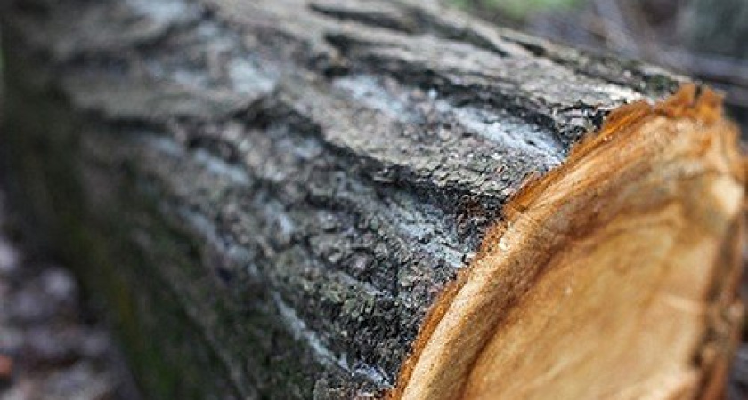 В Оренбурге возбуждено уголовное дело о вырубке деревьев в Протопоповской роще