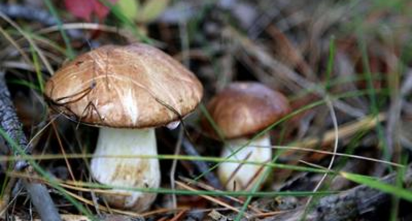 Под Оренбургом нашли тело пенсионера, который поехал за грибами и умер
