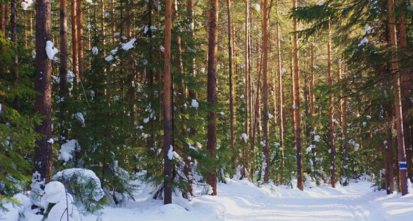 В Сорочинске предпринимателя осудили за вырубку соснового леса