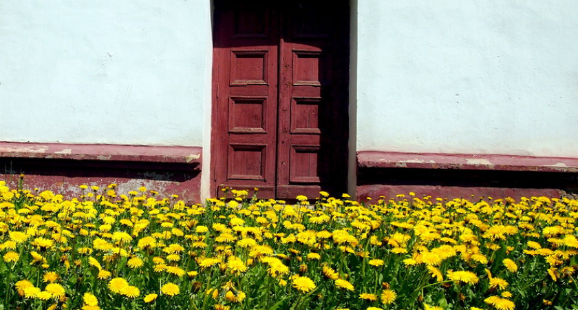 Фото дня: дверь в одуванчиковый рай