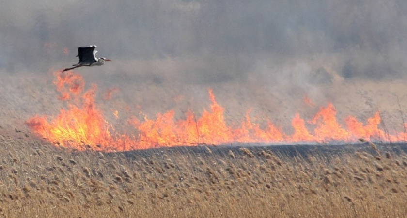 В 11 муниципальных образованиях Оренбуржья зарегистрирован пятый класс пожарной опасности