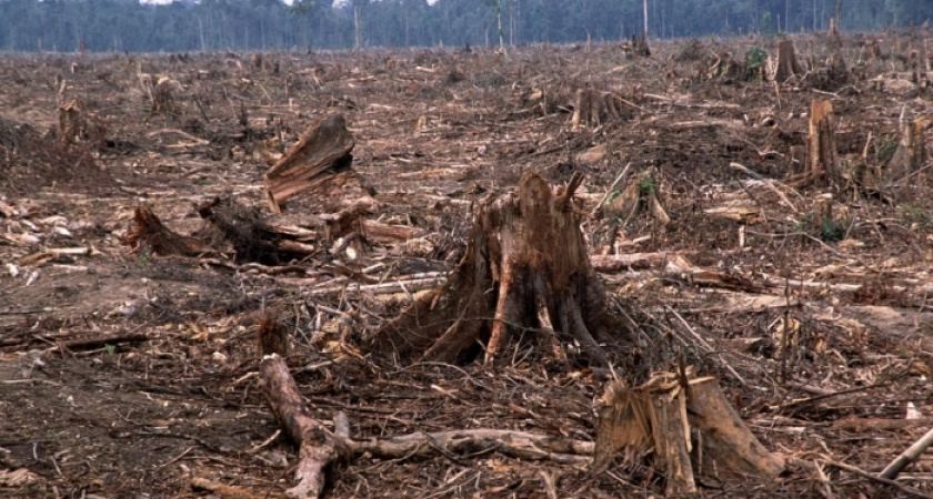 Житель Кувандыка осужден за вырубку леса на 2,5 млн рублей