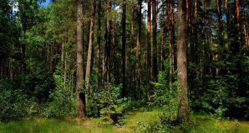 В Оренбуржье запретили ходить в лес. В чем опасность?