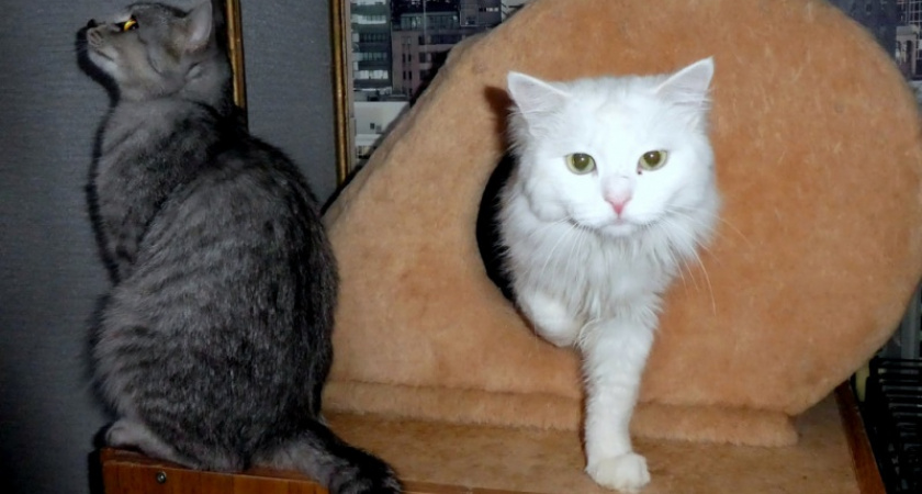 Филимоша. Жанна Валиева посетила кошачий приют в Оренбурге