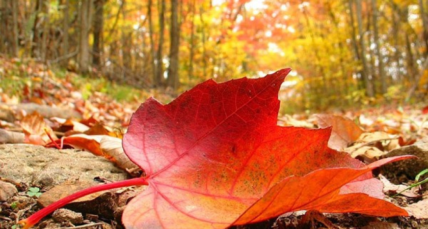 Потом красиво листва опадает... Прогноз оренбургской погоды на 14.11.18 г.