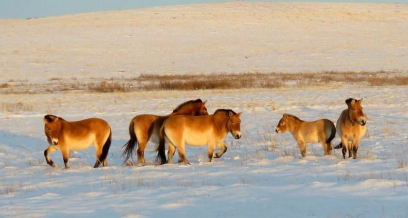 Степь обетованная. Фотографии Дмитрия Немальцева с зимовья лошадей Пржевальского