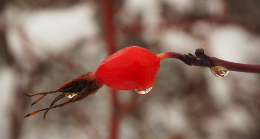 Красная ягода. Фотопрогулка Вячеслава Четверова в орской зауральной роще
