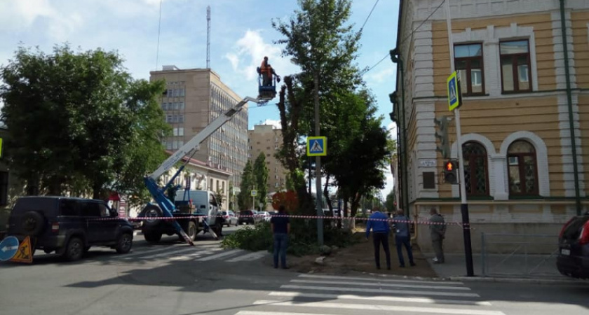 Преступление. Владимир Беребин об уничтожении деревьев в Оренбурге