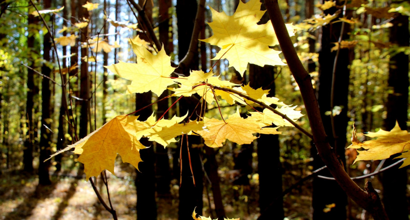 Клены во всей красе. Осенняя фотоподборка Тугустемира от Жанны Валиевой