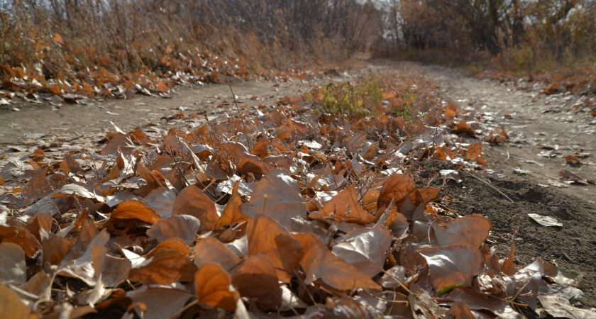 Дендропарк под листьями. Фотографии уральского берега от Ольги Шейдт