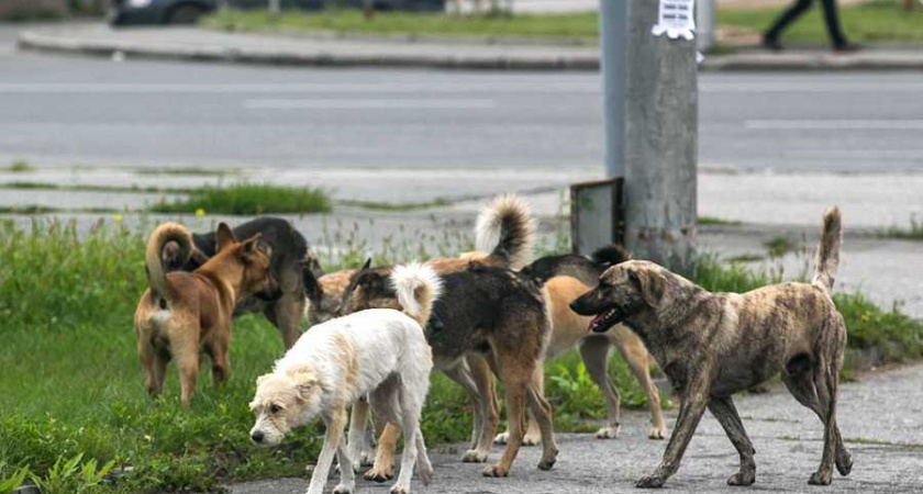 Оренбургская область попала в ТОП-5 регионов по количеству бездомных собак