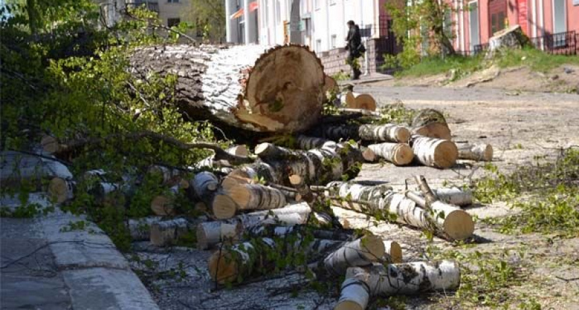 В Оренбурге сотрудников администрации привлекут к ответственности за сруб деревьев