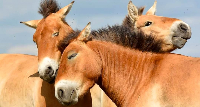 Оренбургских лошадей Пржевальского «обнулили»