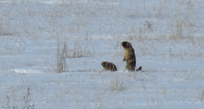 В Оренбургском заповеднике проснулись сурки и медведи
