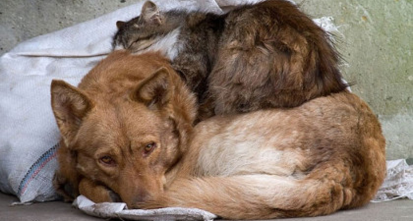 Мэрия Оренбурга нашла подрядчика на отлов бездомных животных