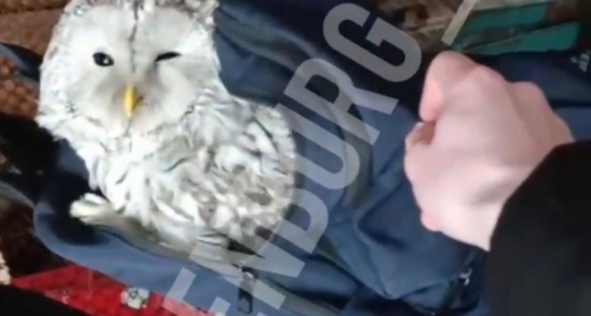 Оренбургский школьник поймал сову и принес ее домой