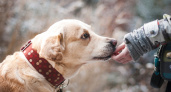 Оренбуржцы предлагают изменения в закон по борьбе с бродячими собаками