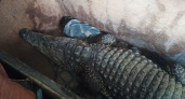В Оренбуржье на границе с Казахстаном пытались вывезти крокодила
