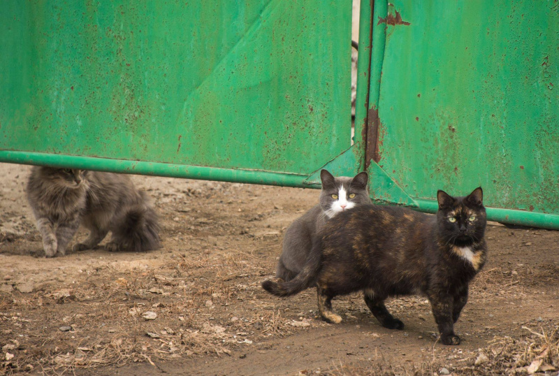 Откройте, это кот! Фотопрогулка Алексея Кирилова по Оренбургу