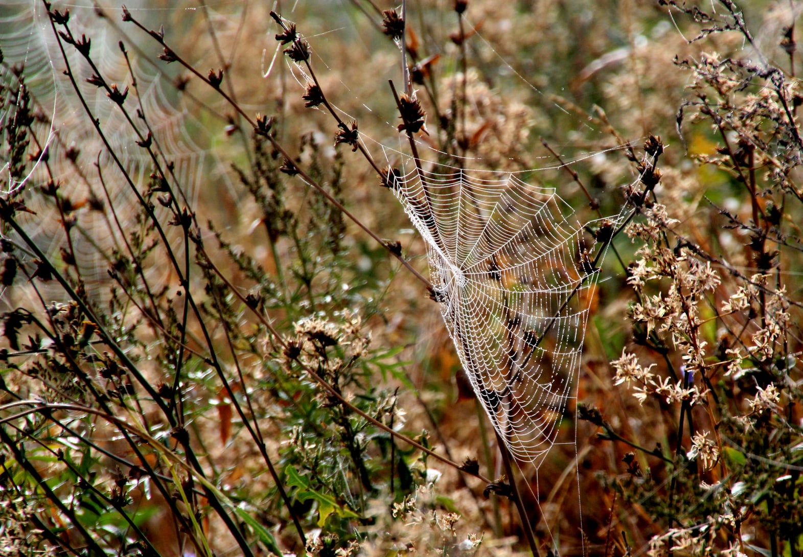 Летящая паутина осенью в степи