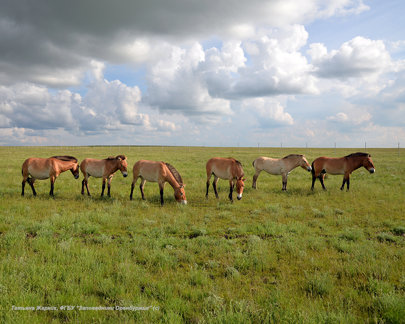 Жеребята лошади Пржевальского ждут своих усыновителей