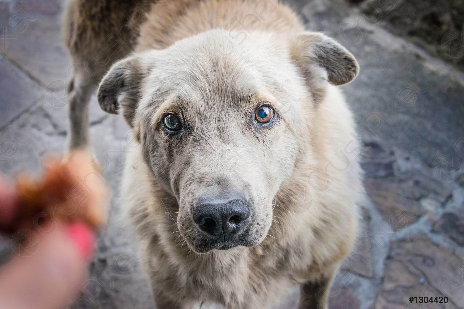 В этому году, возможно, начнется строительство приюта для бездомных животных в Оренбурге