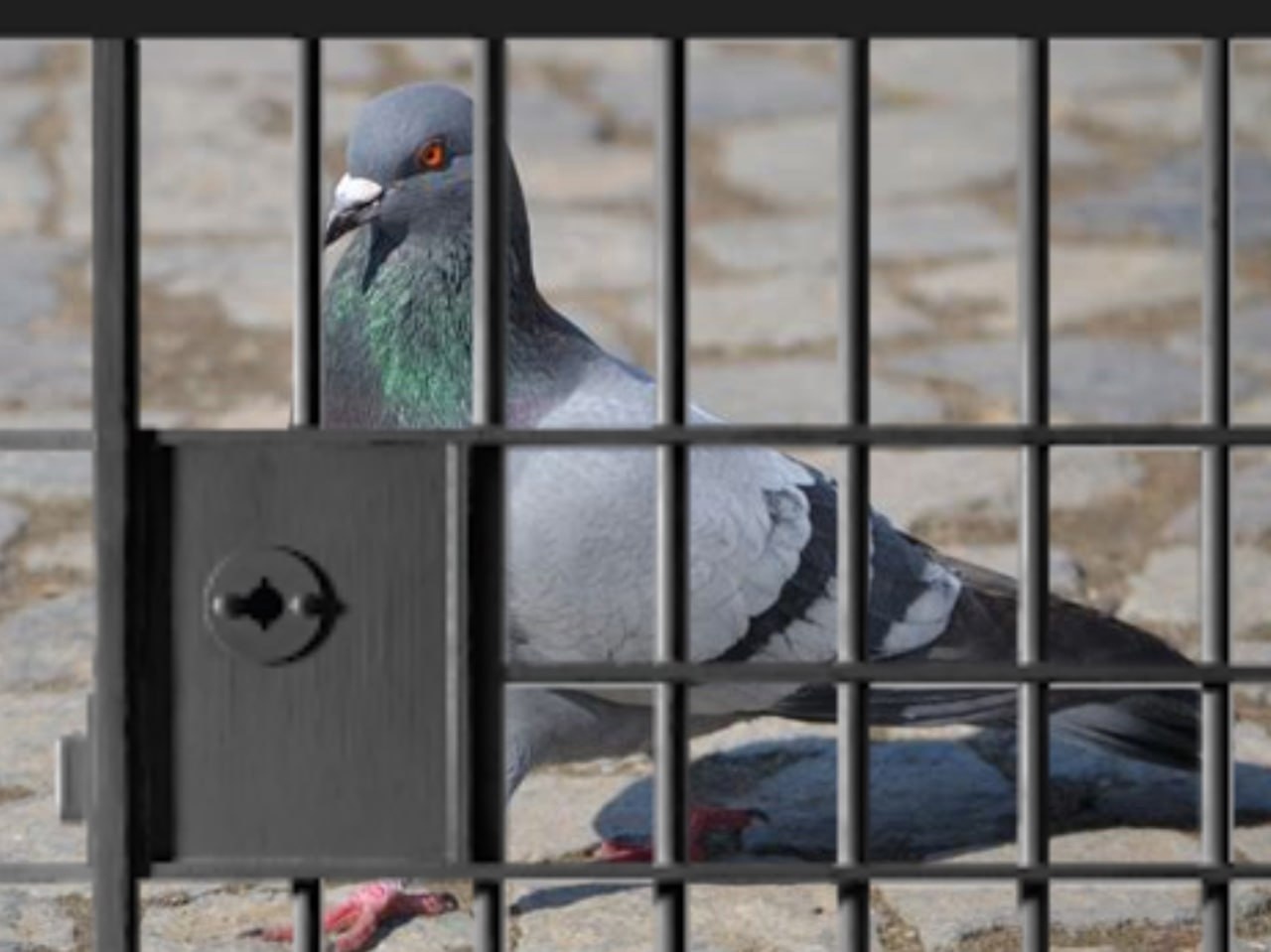 Оренбургский суд запретил голубям летать