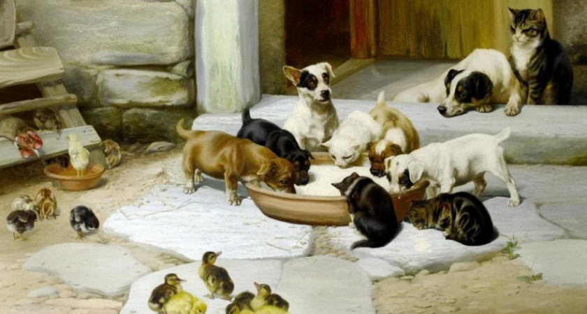 Кто в ответе за бездомных животных в Оренбурге?