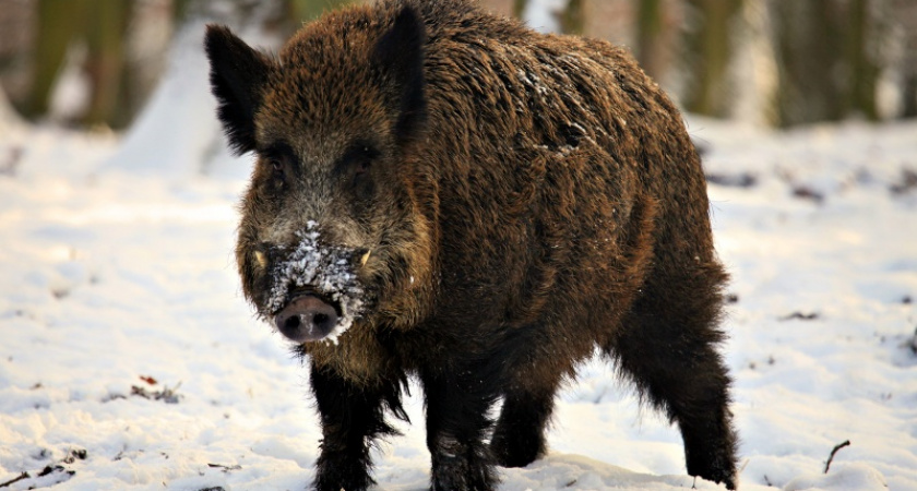 В Оренбуржье дикий кабан напал на егеря и водителя охотхозяйства