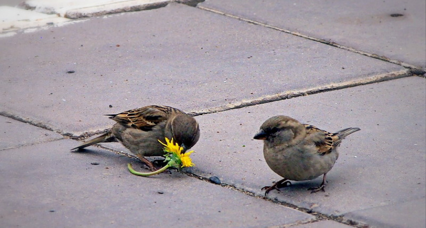 Фото дня: Конфетно-цветочный период