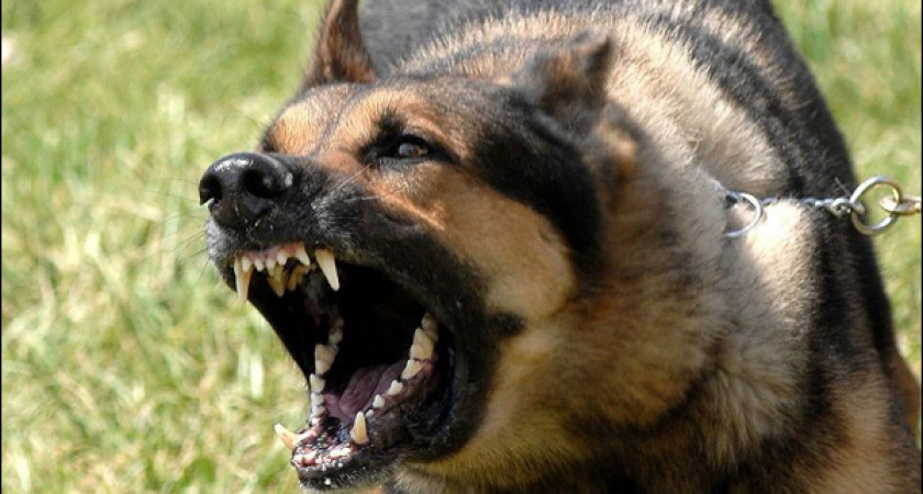 В Сакмарском районе подозреваемый в разбое натравил собаку на полицейского