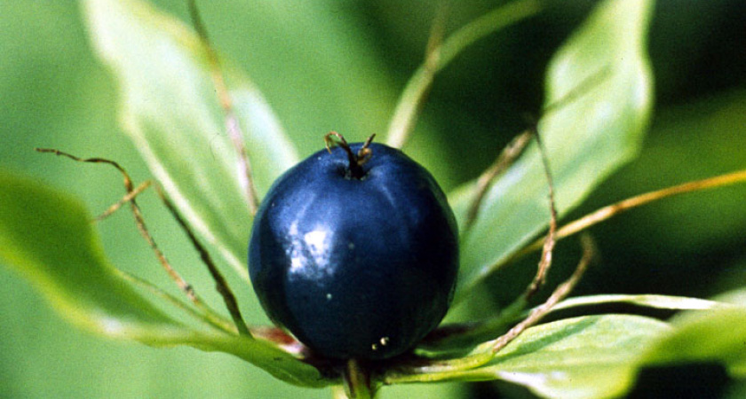 В Матвеевском районе семилетний мальчик отравился беленой