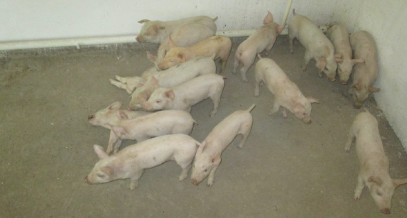 Житель Сакмары украл 16 поросят