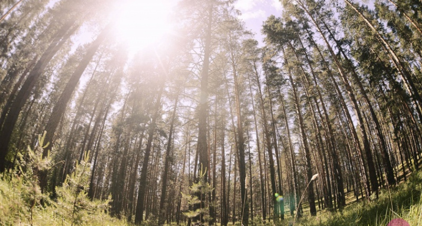 "ФотоВыезд" в Бузулукском бору: большой фоторепортаж. Часть 2