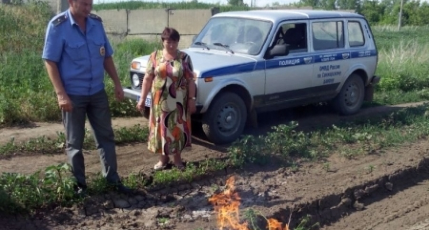 В Оренбуржье сотрудники полиции уничтожили очаг дикорастущей конопли