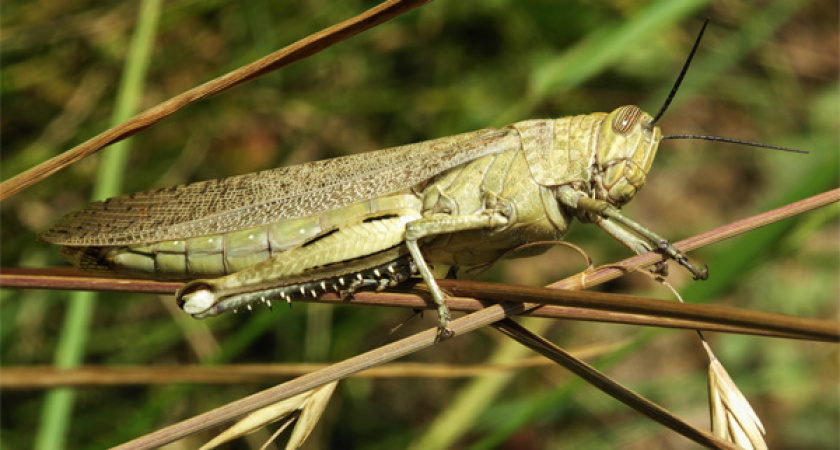 Режим ЧС по саранче объявлен на всей территории Оренбуржья