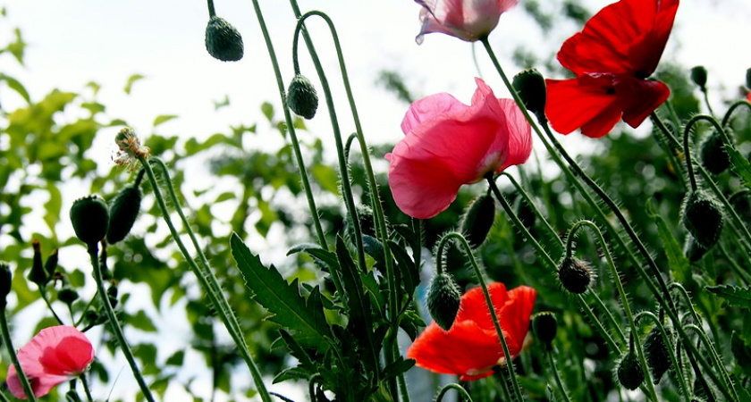 Фото дня: МакДача