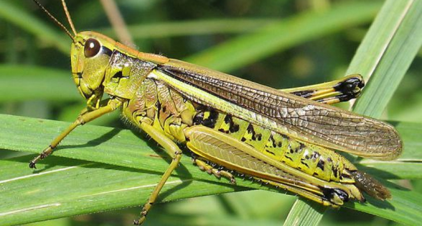 Депутаты Госдумы предложили продавать оренбургскую саранчу за рубеж