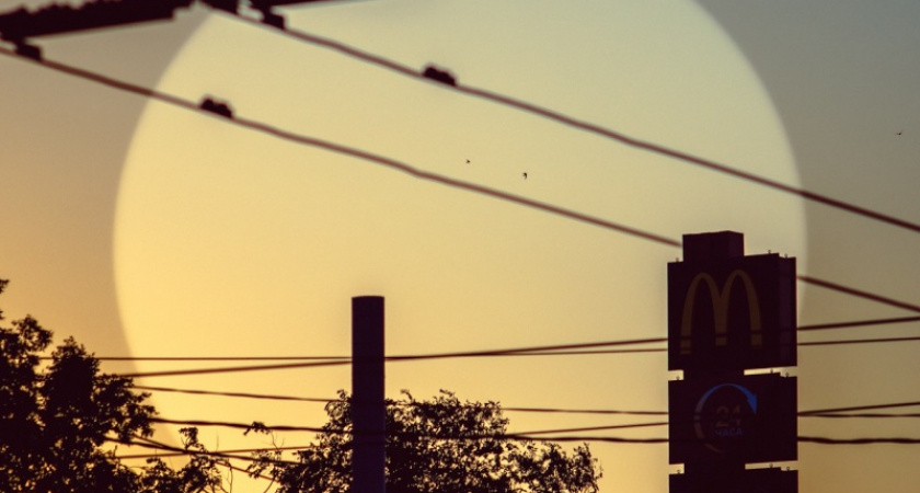 Фото дня: Ласточки