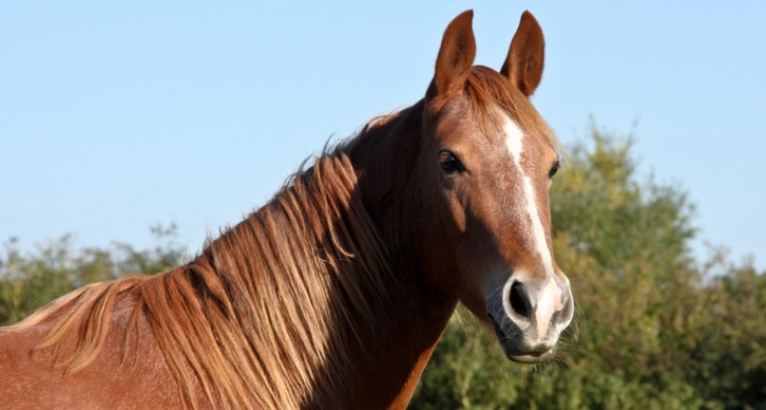 В Оренбургском районе лошадь копытом сломала челюсть шестилетнему ребенку