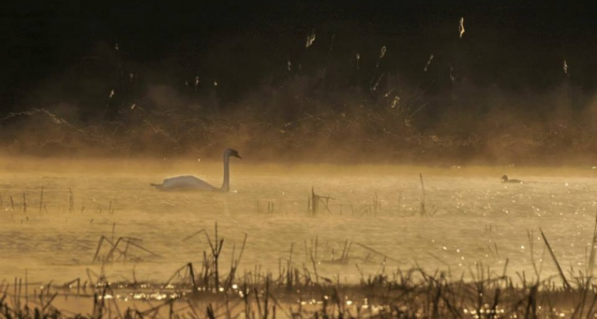 Фото дня: Аксаковские лебеди