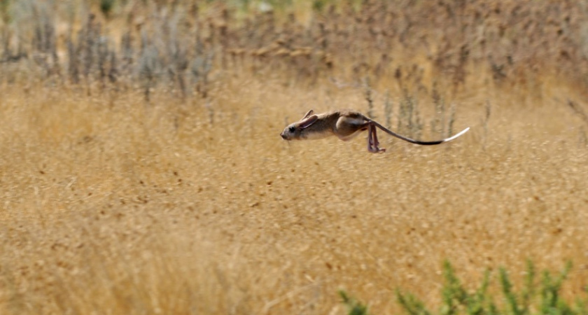 Фото дня: Полет над степью