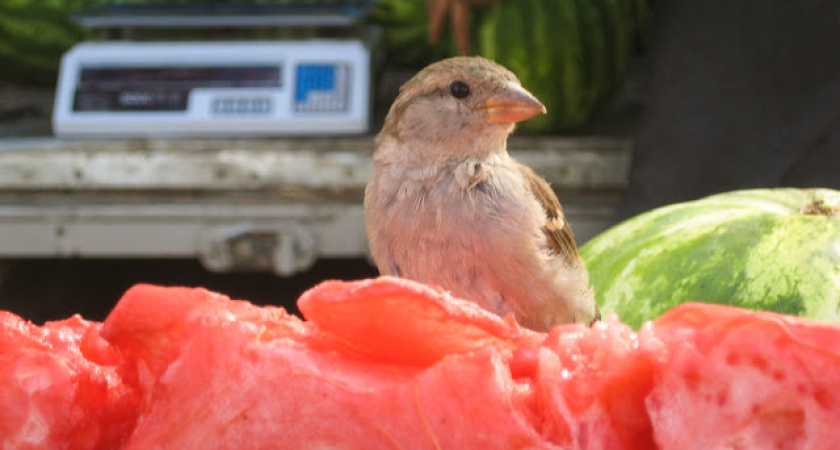 Фото дня: Продавец арбузов