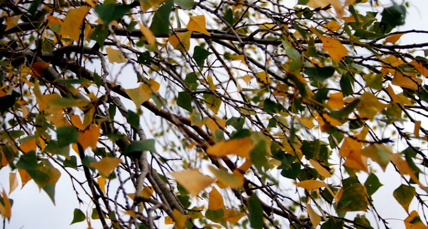 В Оренбуржье вернулась летняя погода