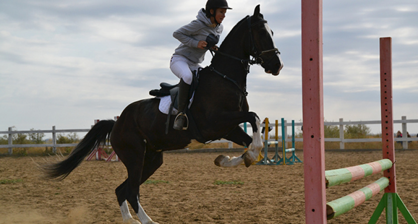 Фото дня: Конкур. Нелётных животных летание