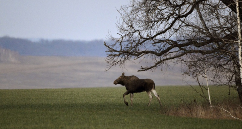 Фото дня: Лось. Октябрь